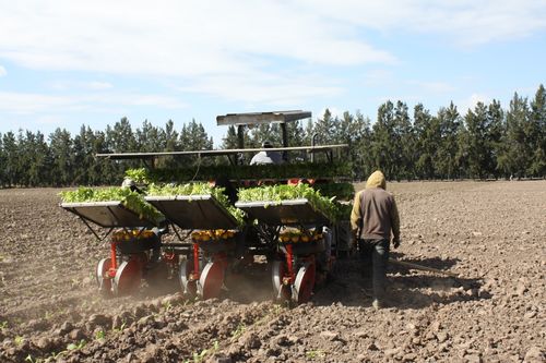 專項(xiàng)資金助力煙葉生產(chǎn)與飼料銷售，阿根廷農(nóng)業(yè)迎來新發(fā)展機(jī)遇