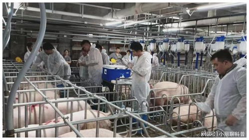 273.32億元，增長5.4% 畜牧漁業飼料銷售穩健增長的動力與展望