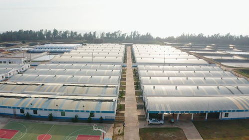 年銷售額達1.2億元，海威科技以創新引擎驅動水產種業振興